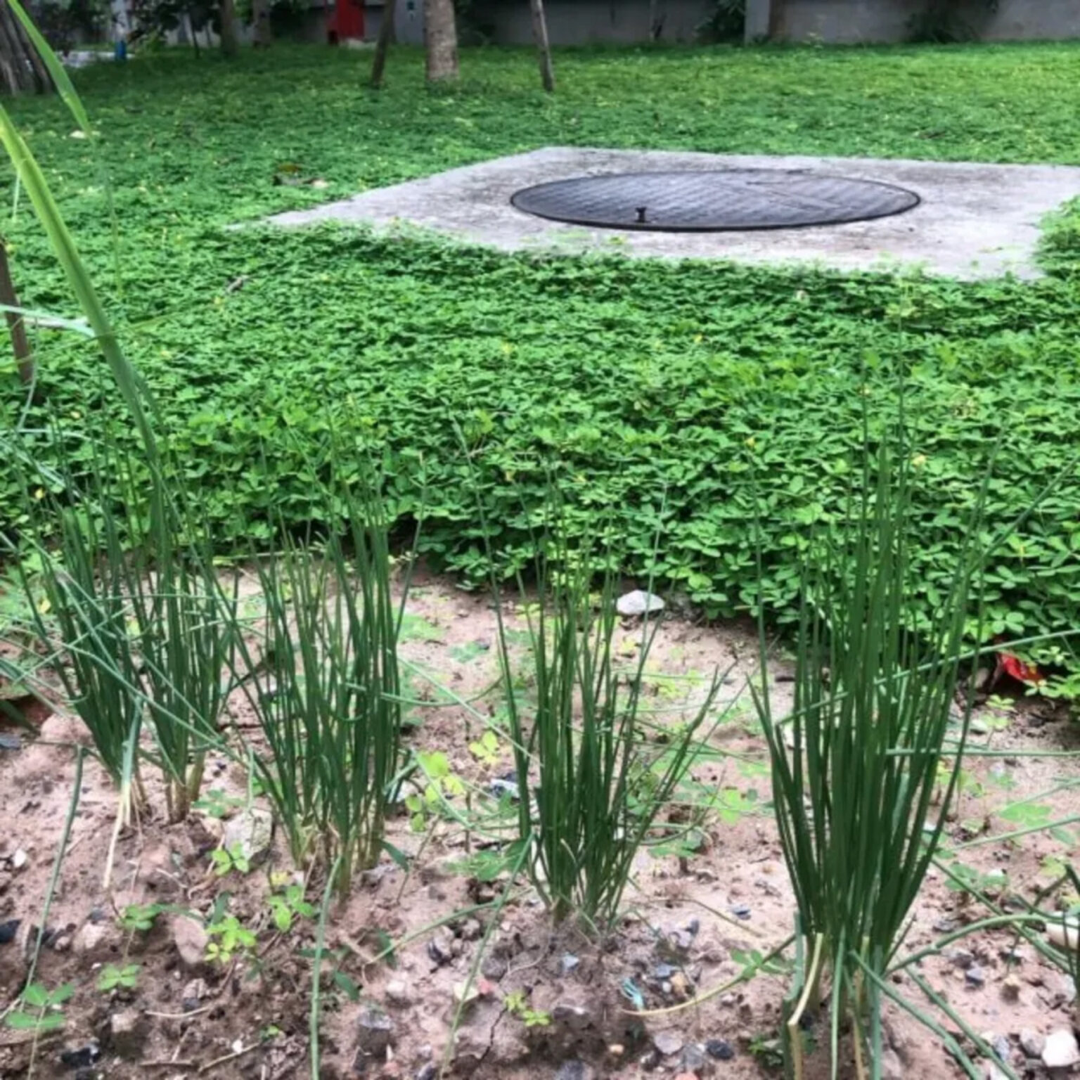 Grass Root Project Hà Nội students grow big impact from grassroot zero waste project ...